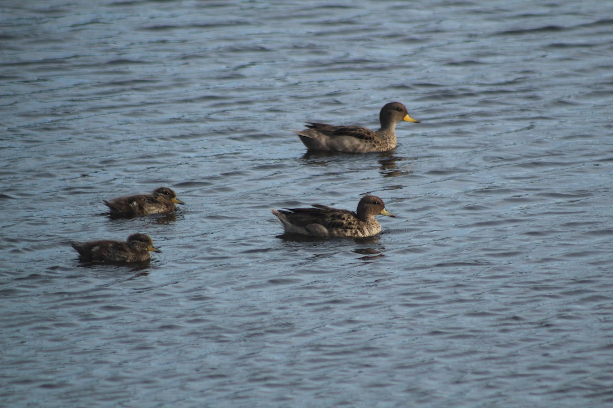 Yellow-billed Teal - ML614672725