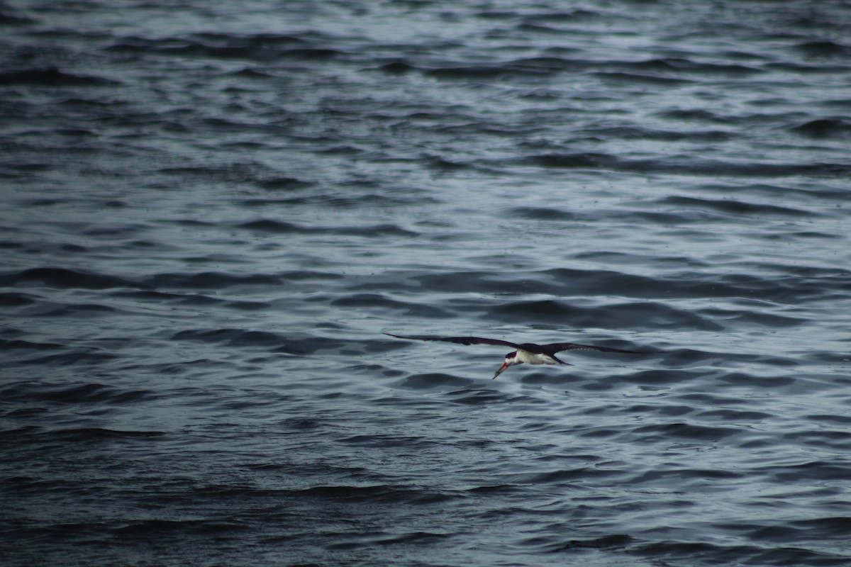 Black Skimmer - ML614672763