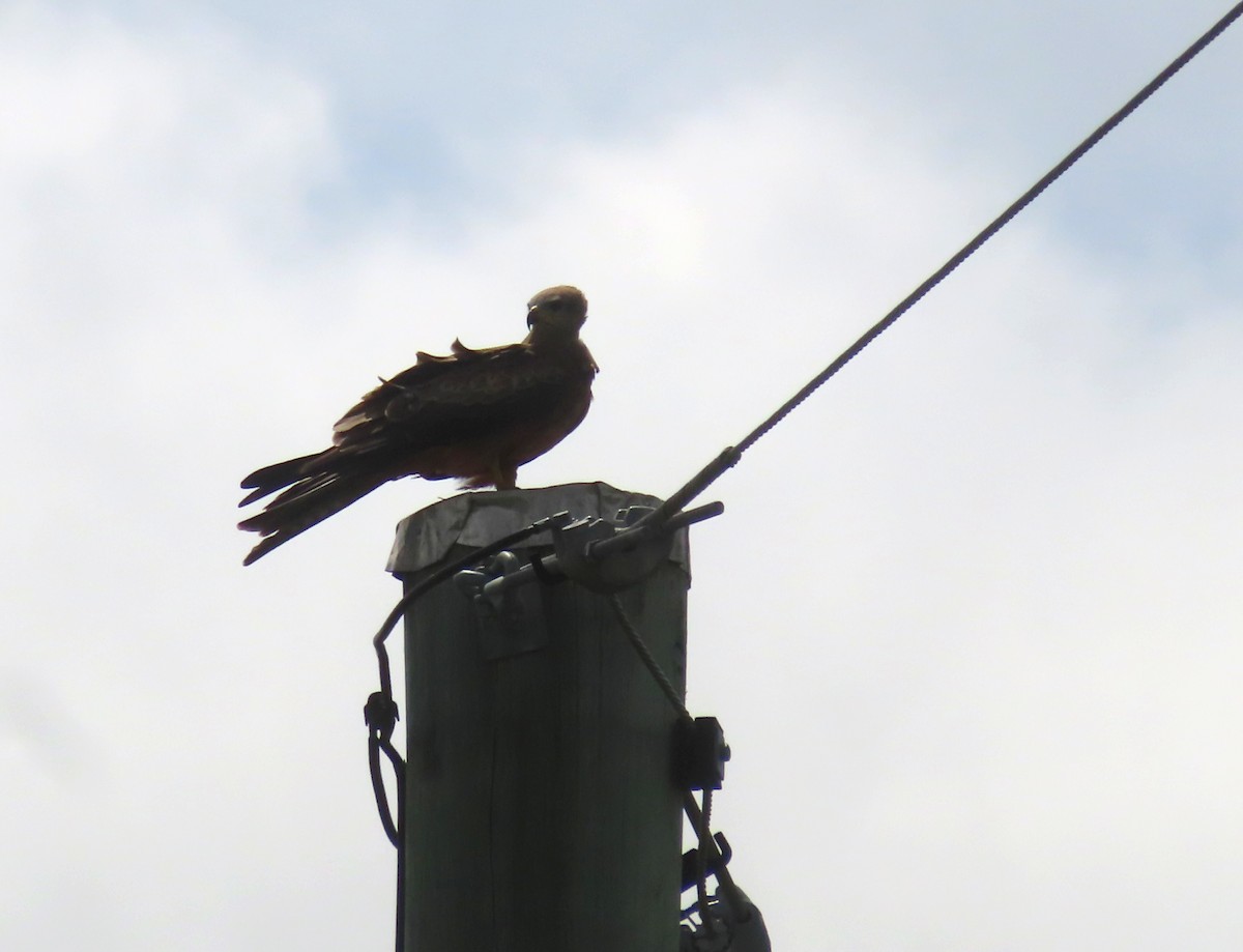 Black Kite - ML614672779