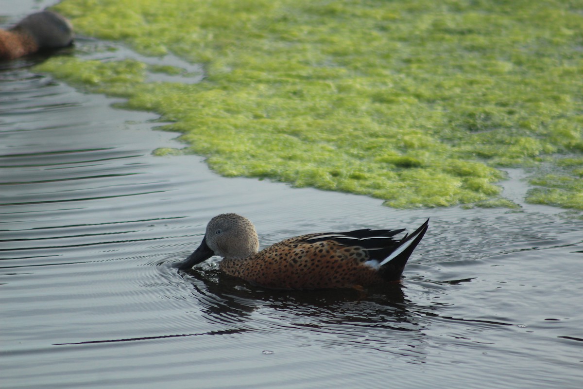 Red Shoveler - ML614672787