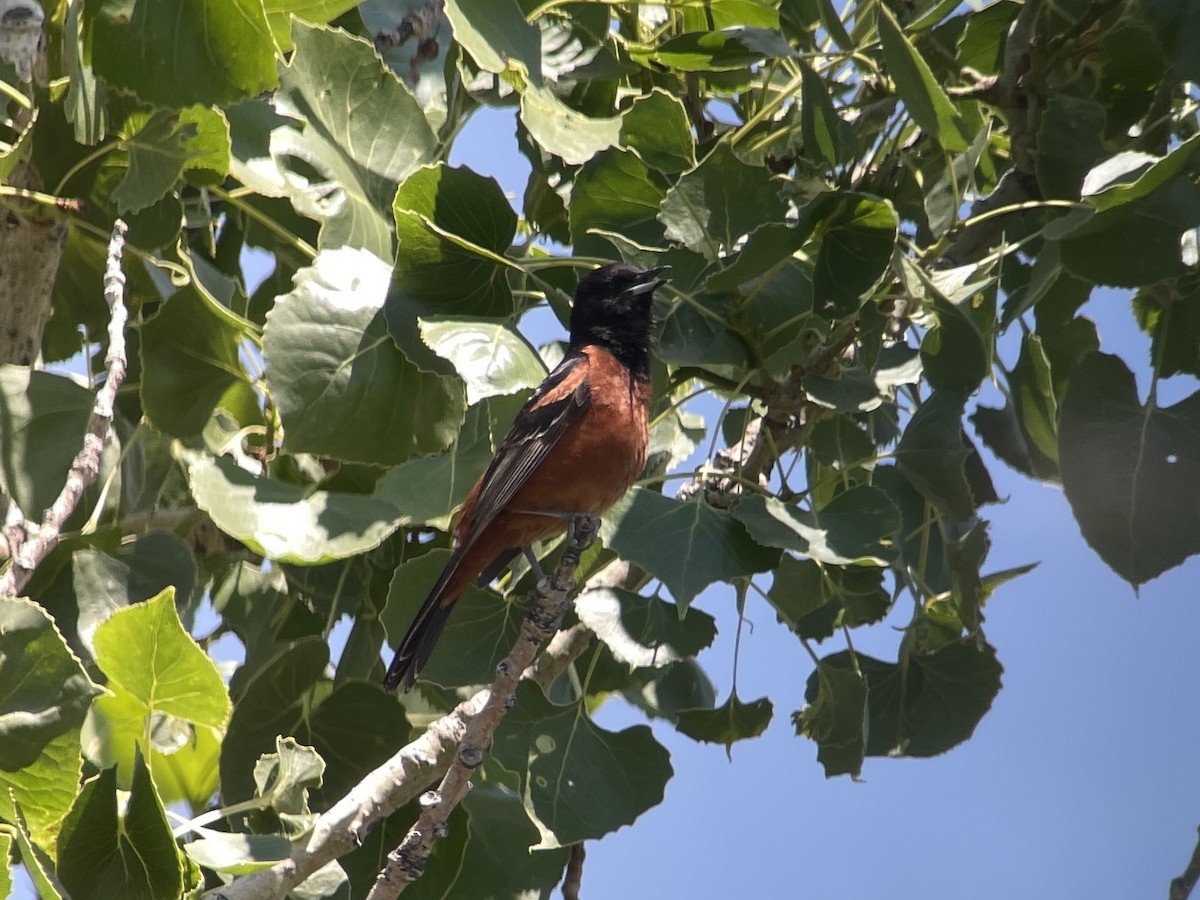 Orchard Oriole - ML614672799