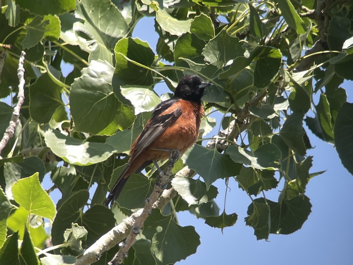 Orchard Oriole - ML614672800