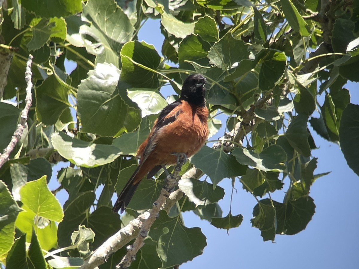 Orchard Oriole - ML614672801