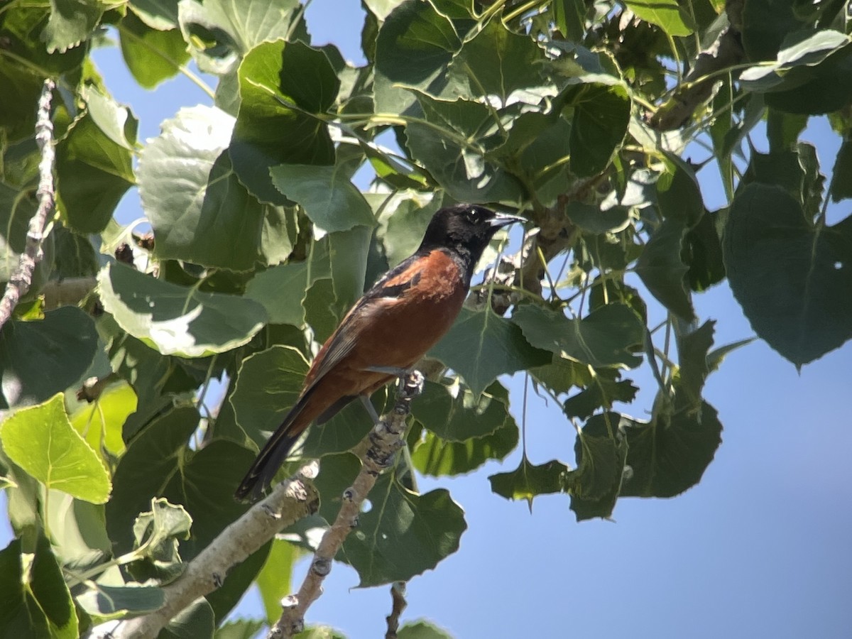 Orchard Oriole - ML614672802