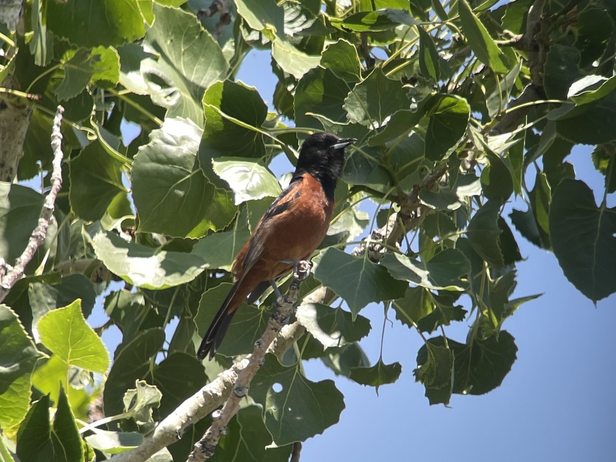 Orchard Oriole - ML614672803