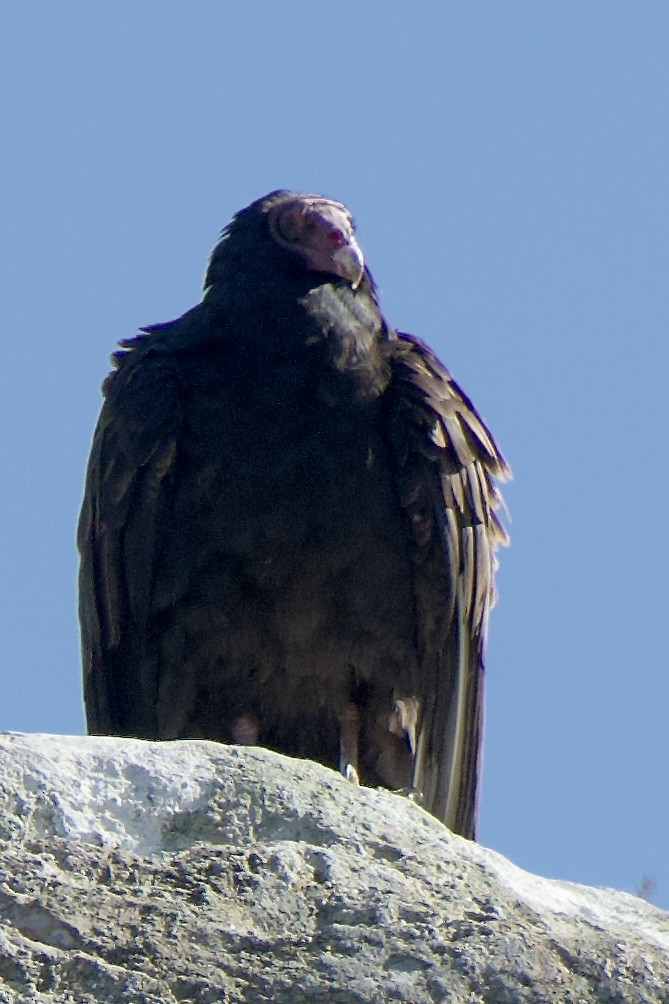 Turkey Vulture - ML614672815