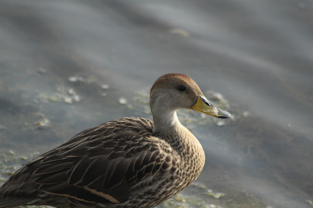 Yellow-billed Pintail - ML614672816