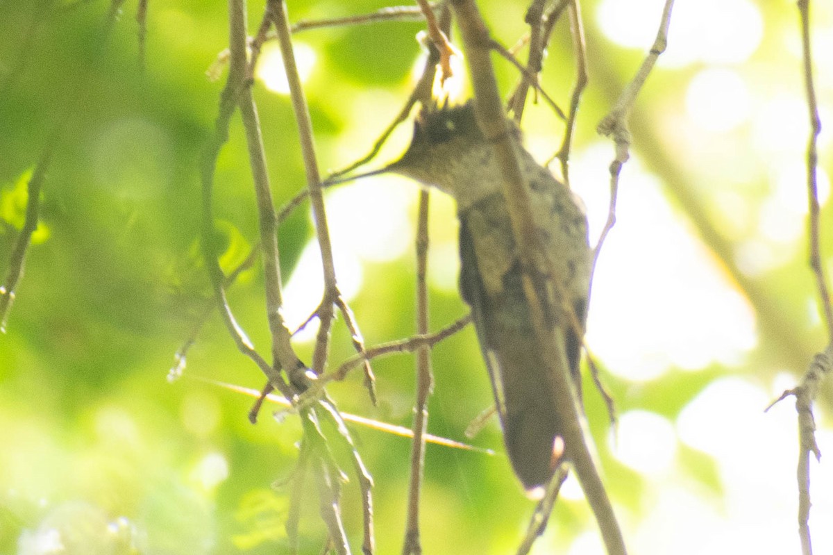 Green-backed Firecrown - Leandro Bareiro Guiñazú