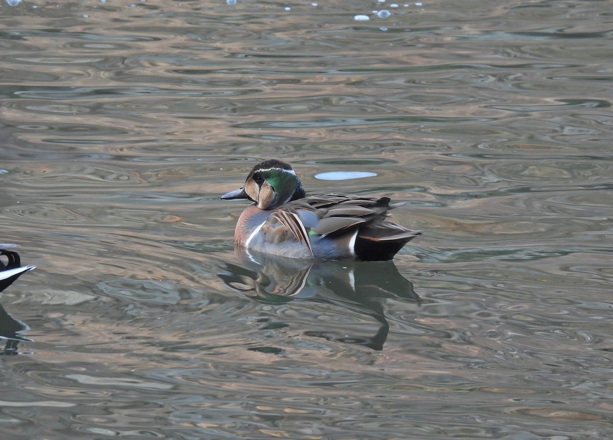 Baikal Teal - ML614672825