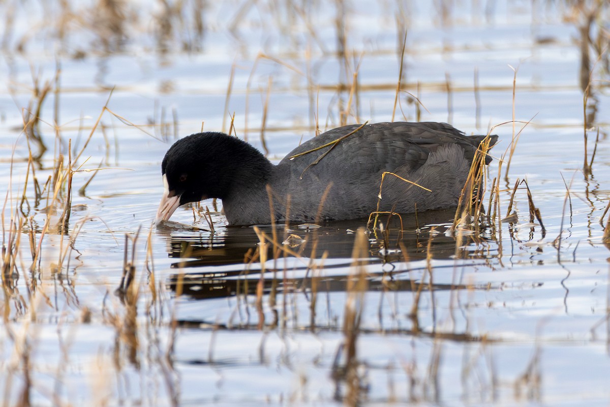 Eurasian Coot - ML614672861