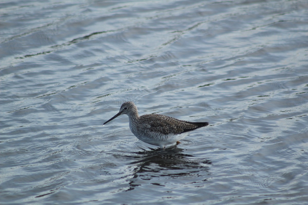 Greater Yellowlegs - ML614672864