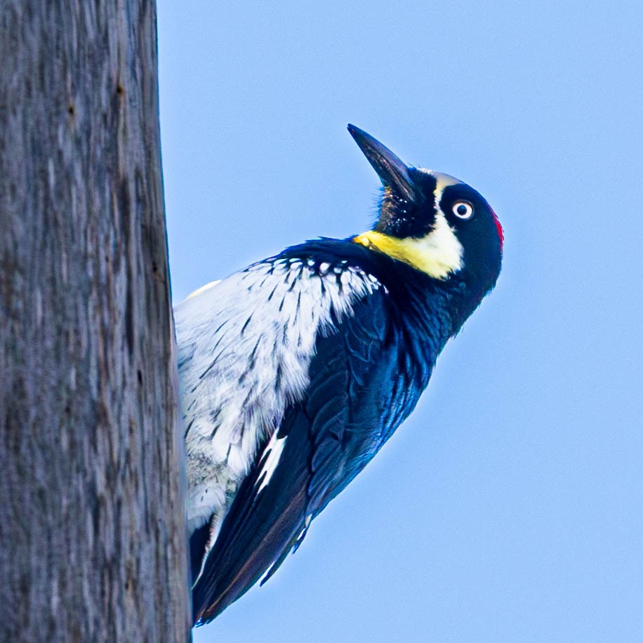 Acorn Woodpecker - Ken Tweedt