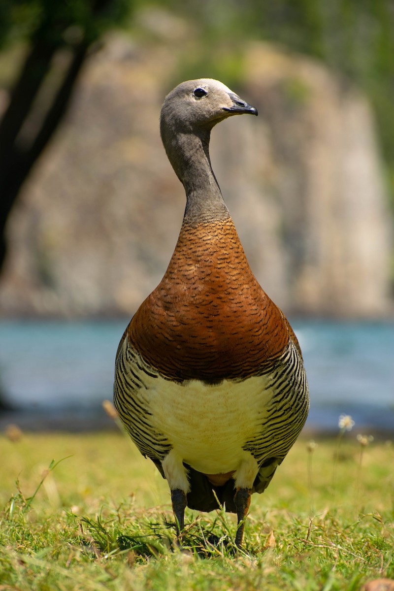 Ashy-headed Goose - Leandro Bareiro Guiñazú