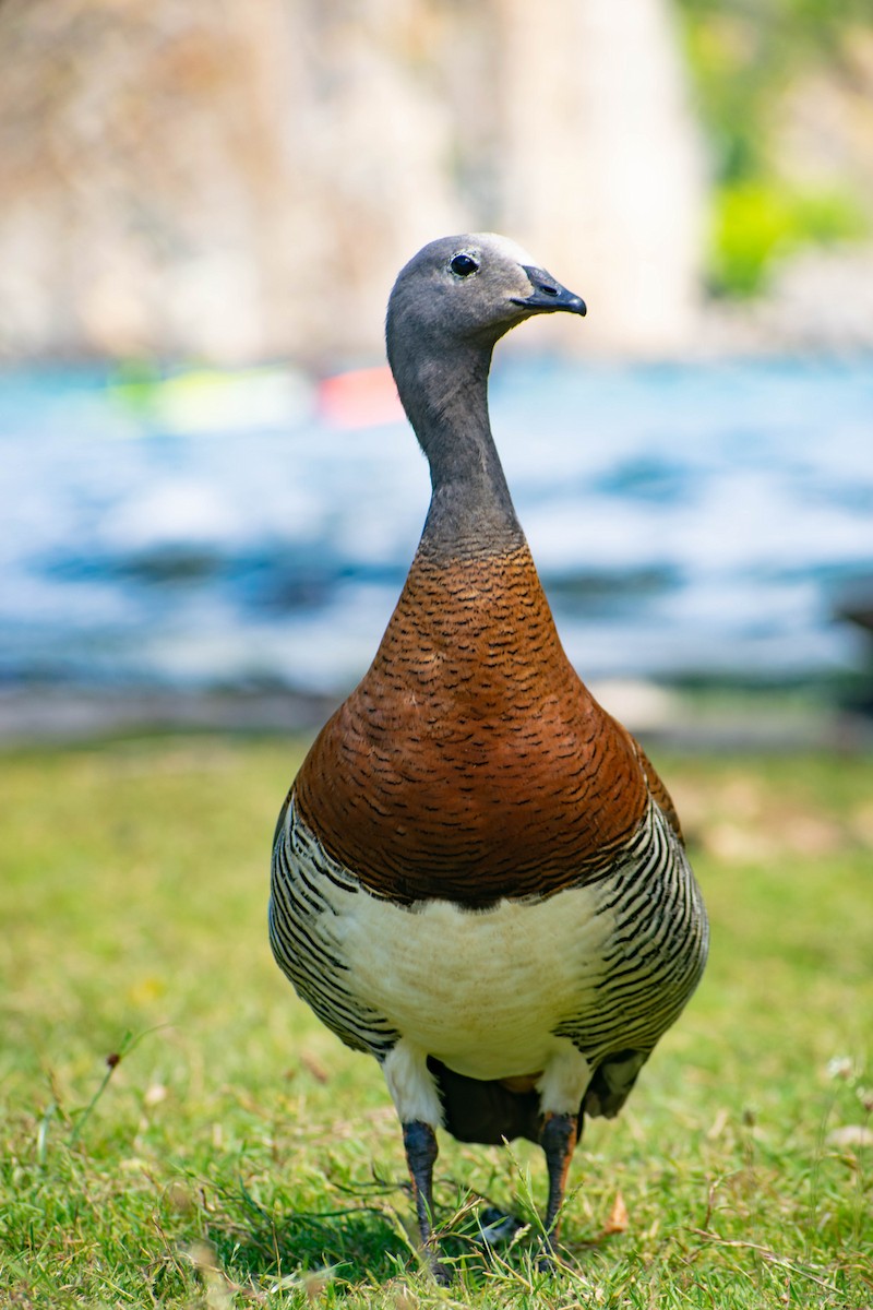 Ashy-headed Goose - Leandro Bareiro Guiñazú