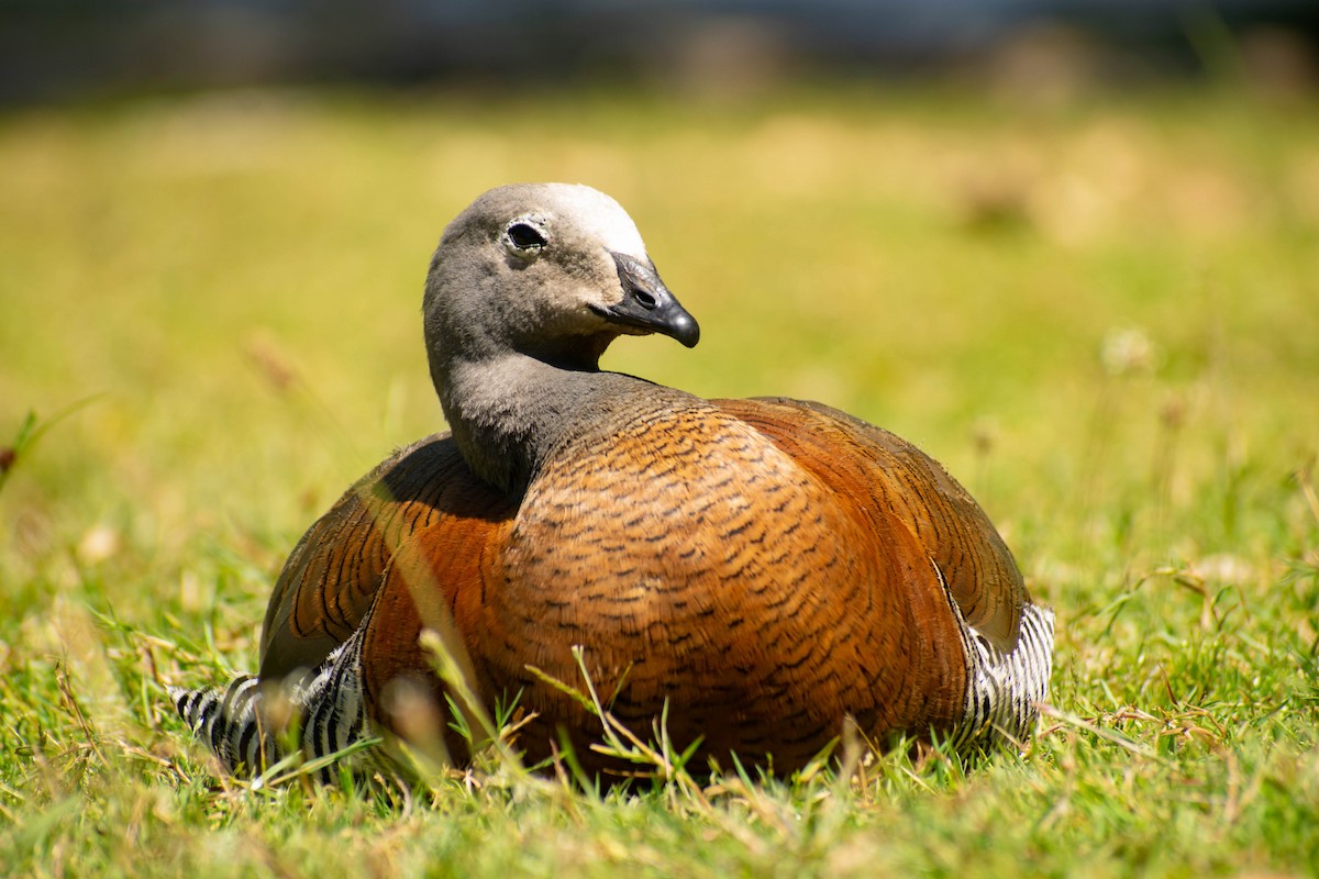 Ashy-headed Goose - Leandro Bareiro Guiñazú