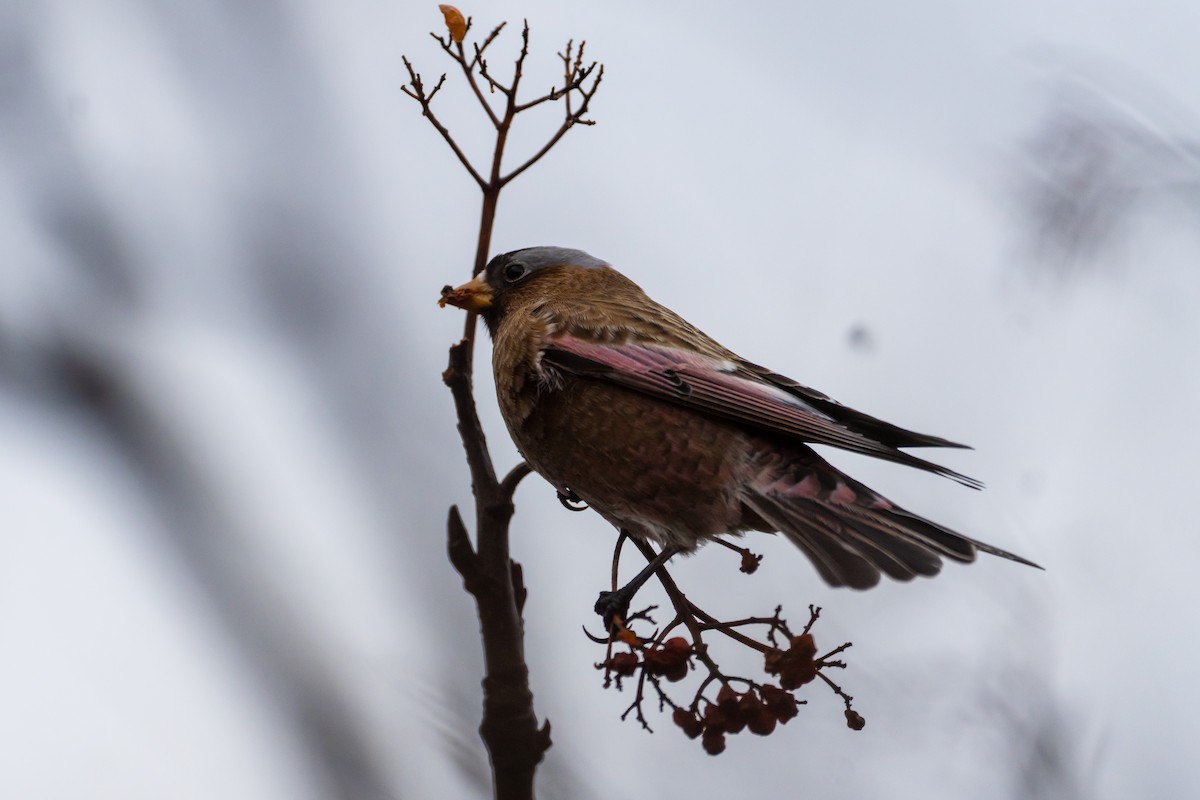 Gray-crowned Rosy-Finch - ML614673011