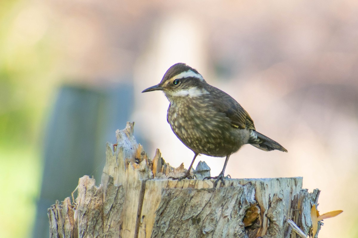 Dark-bellied Cinclodes - ML614673021