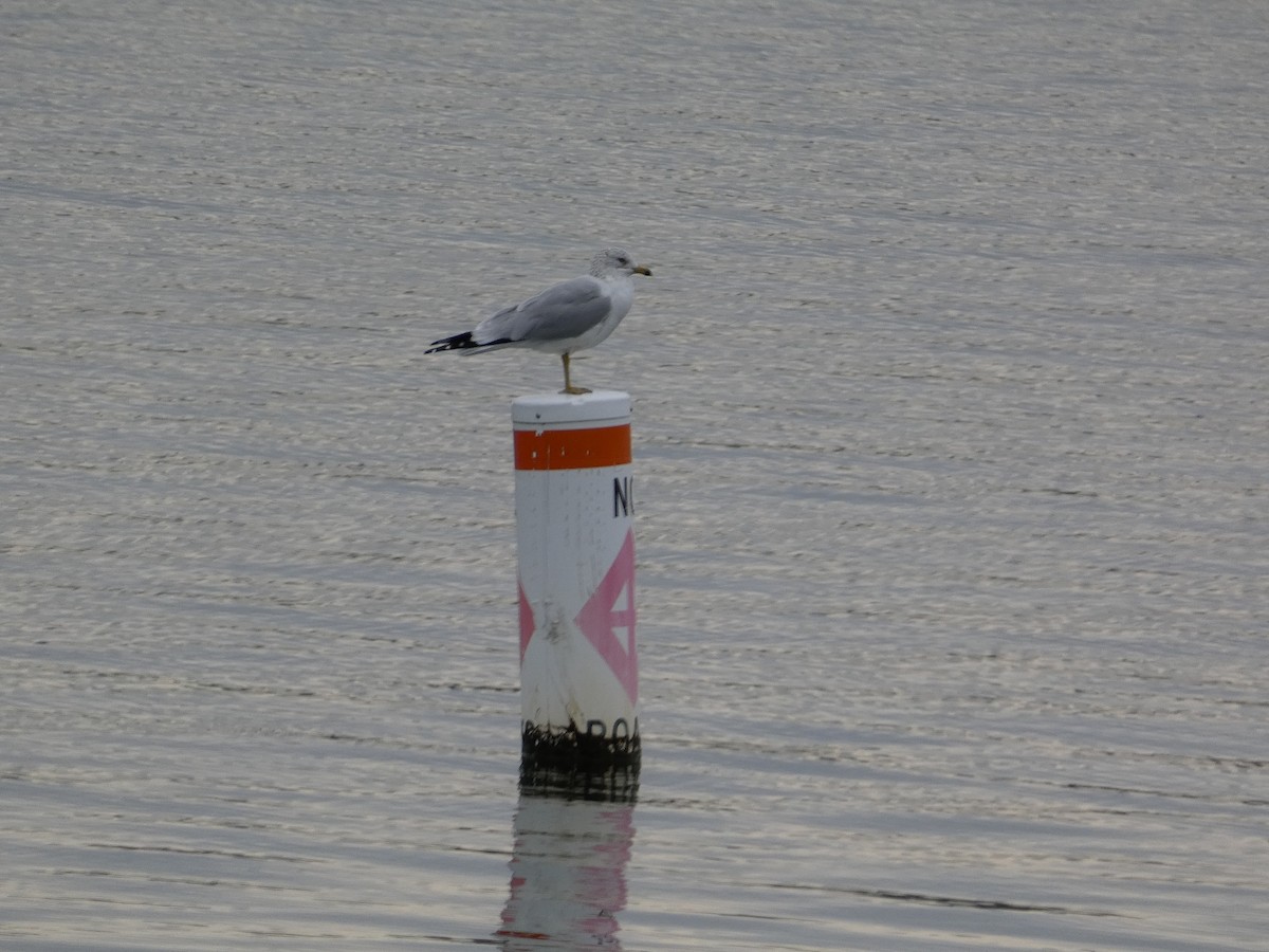 Ring-billed Gull - Matthew Matlock