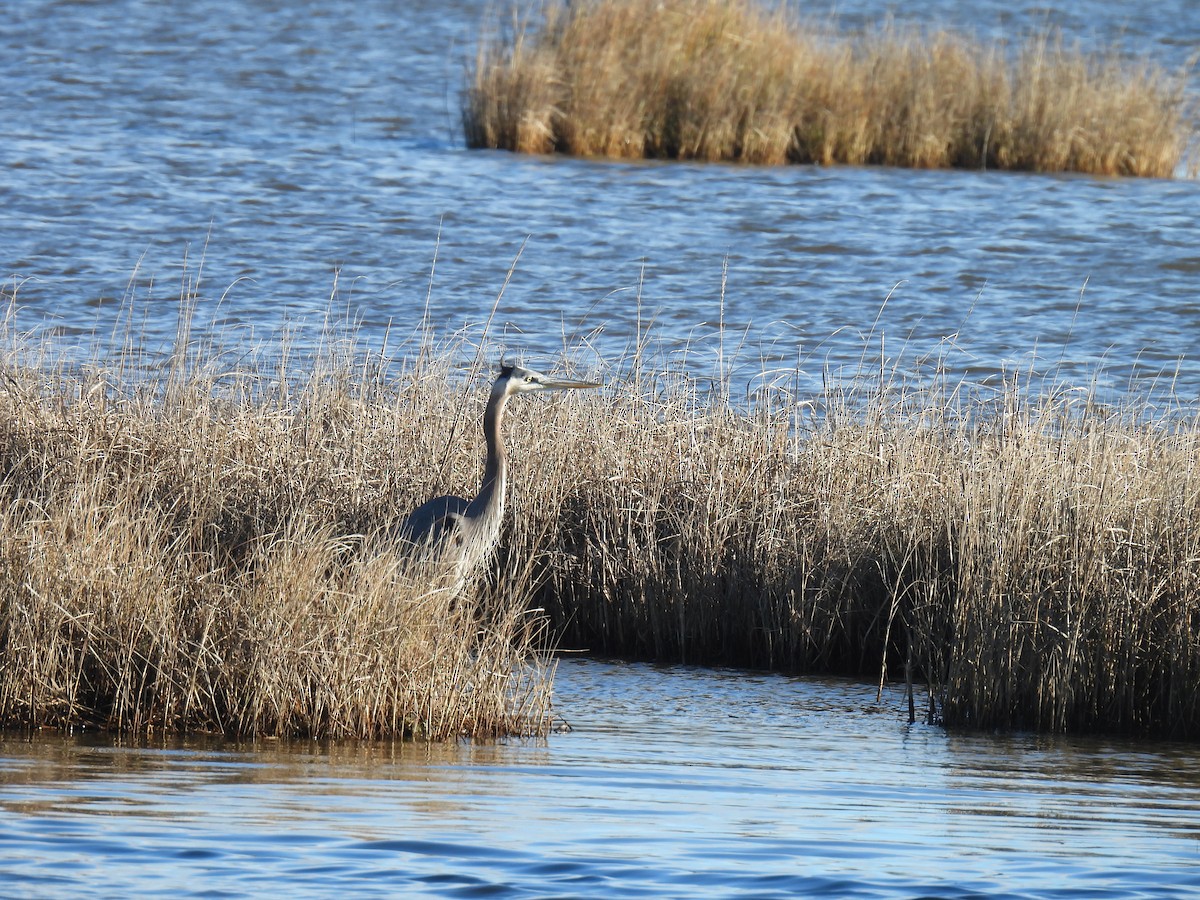 Great Blue Heron - Cynthia Nickerson