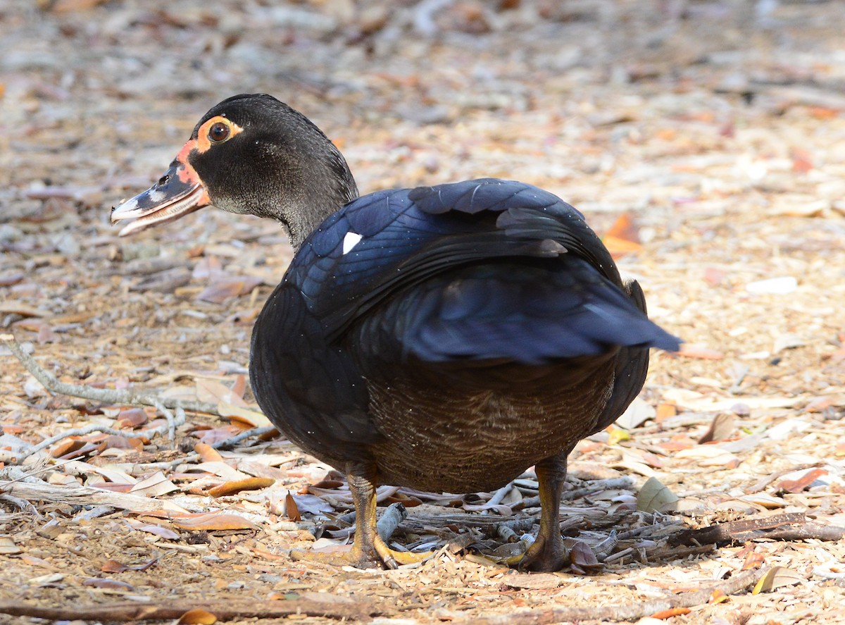 Muscovy Duck (Domestic type) - ML614673178