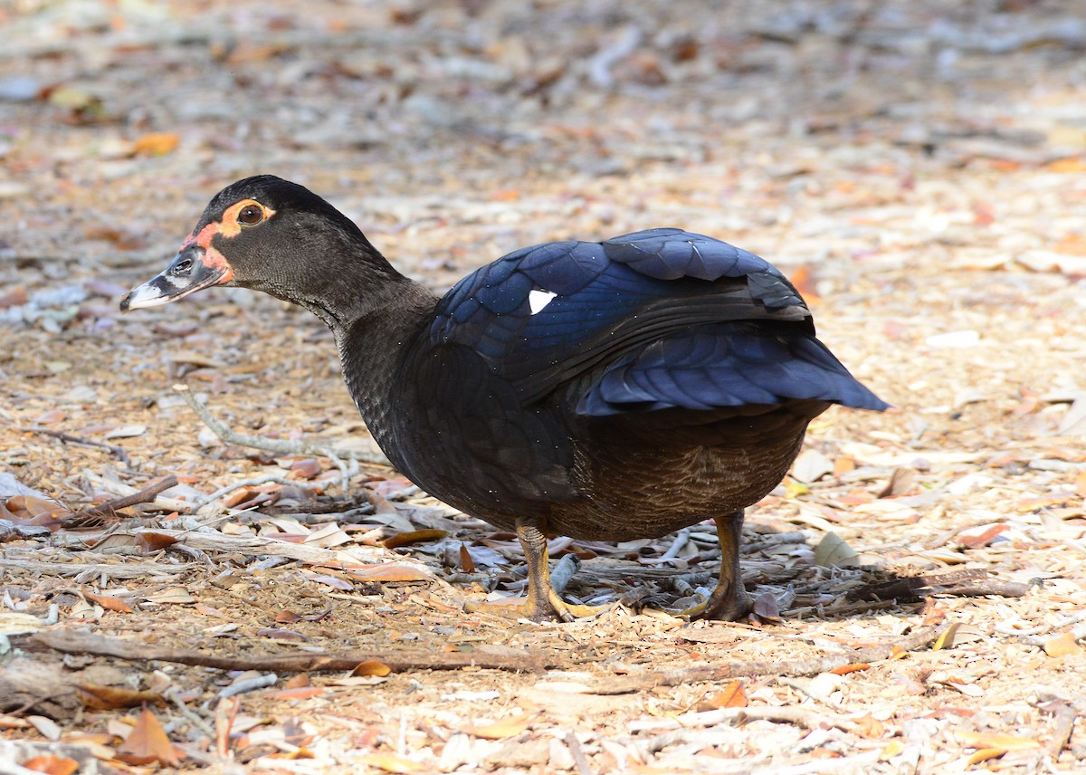 Muscovy Duck (Domestic type) - ML614673188