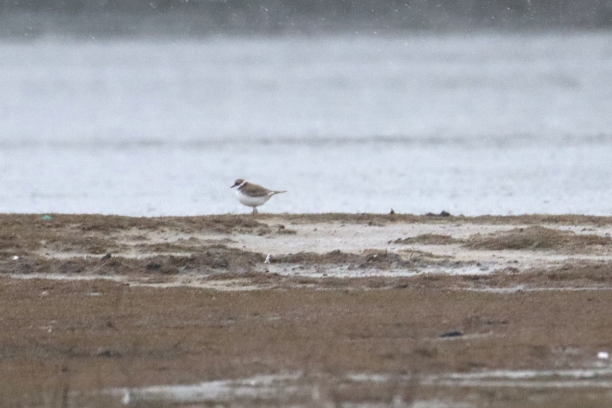 Semipalmated Plover - ML614673230