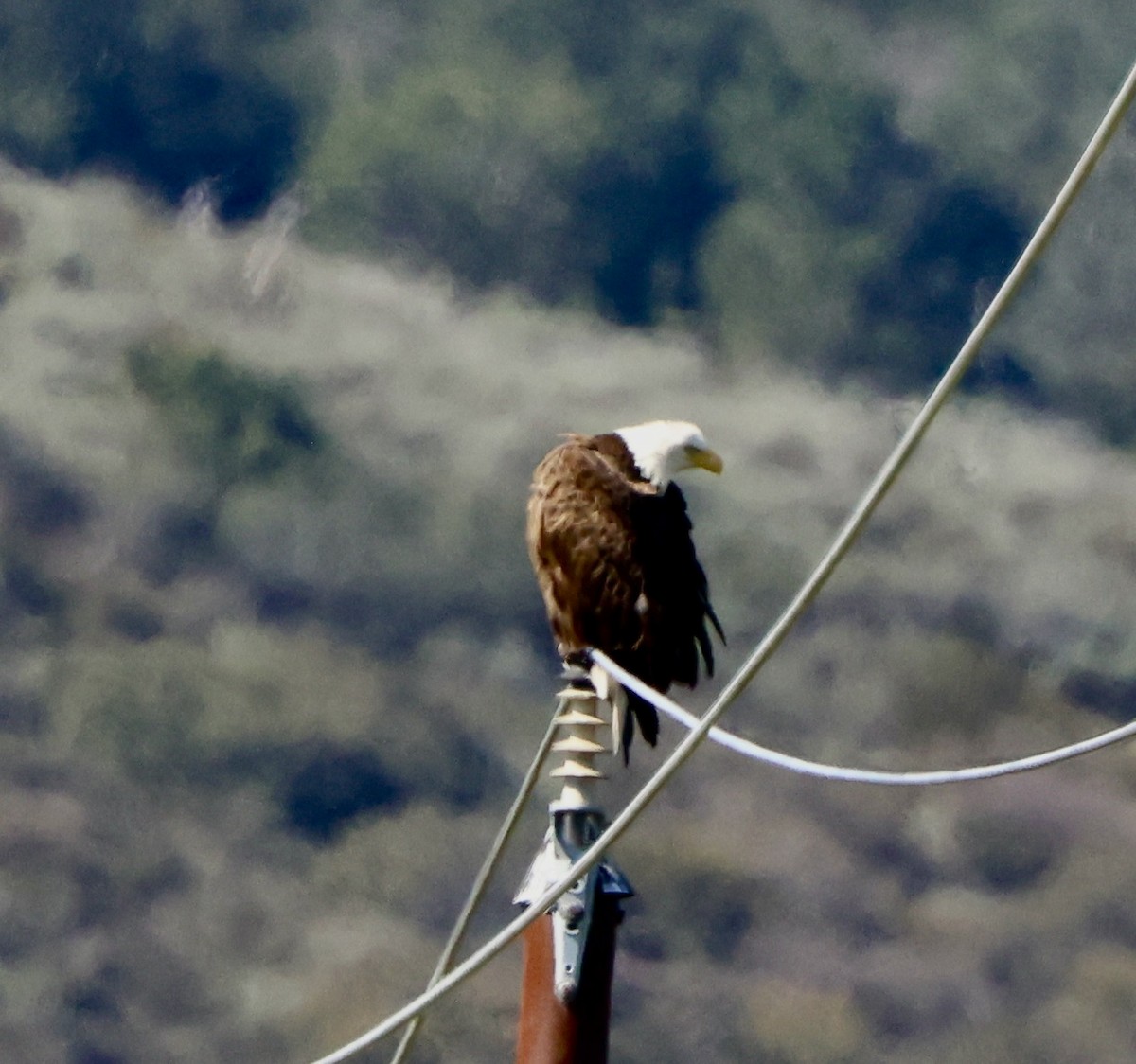 Bald Eagle - ML614673235