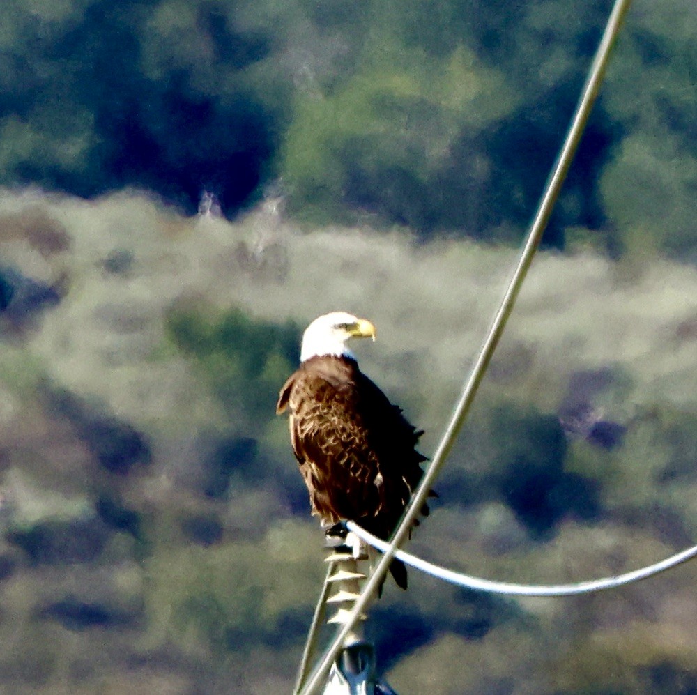 Bald Eagle - ML614673236