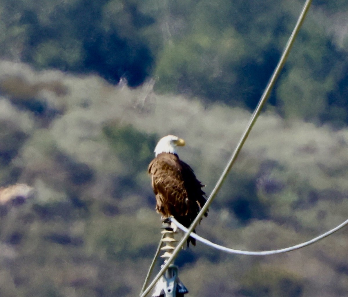 Weißkopf-Seeadler - ML614673237