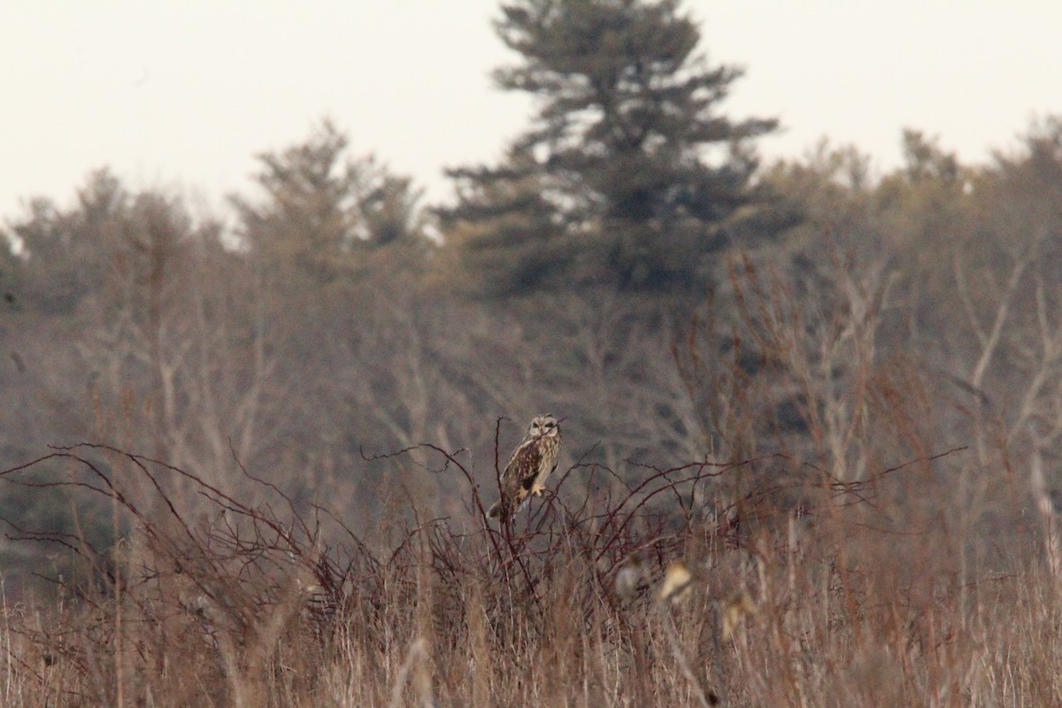 Short-eared Owl - ML614673280