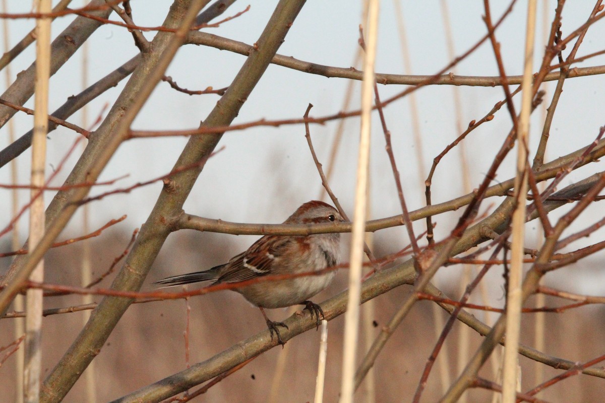 American Tree Sparrow - ML614673291