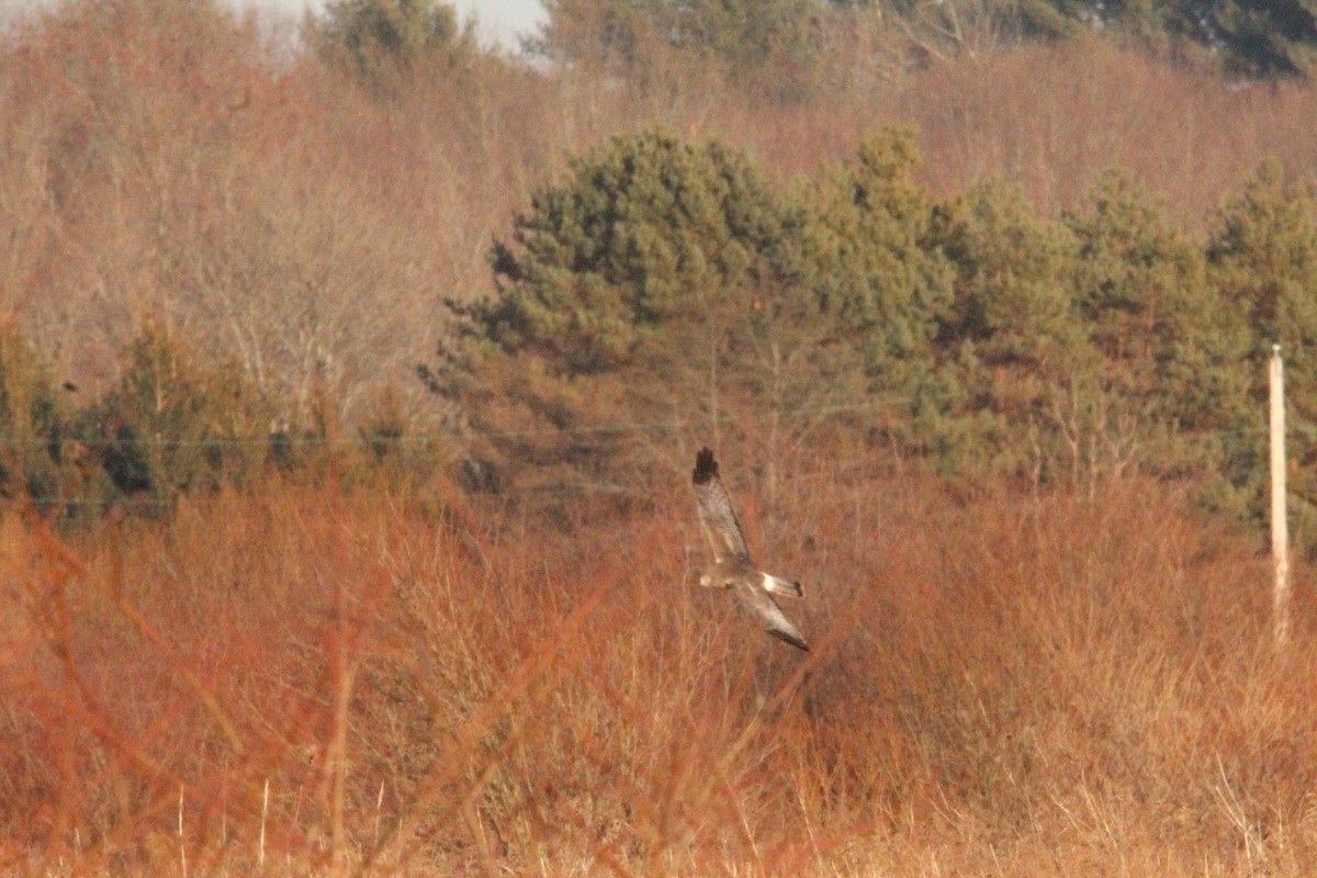 Northern Harrier - ML614673373