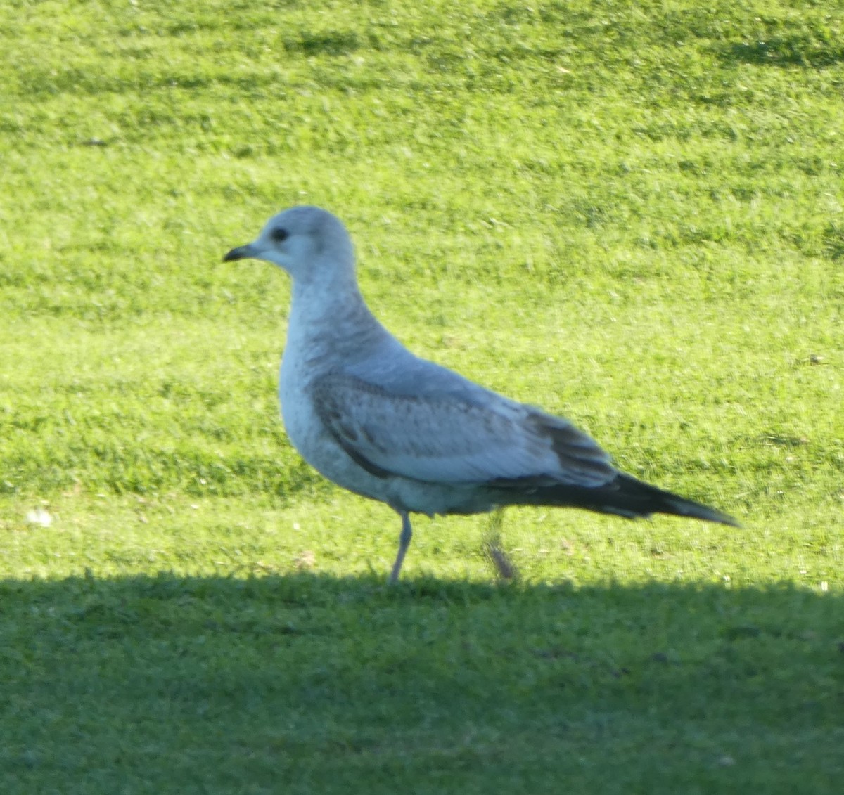 Short-billed Gull - ML614673389