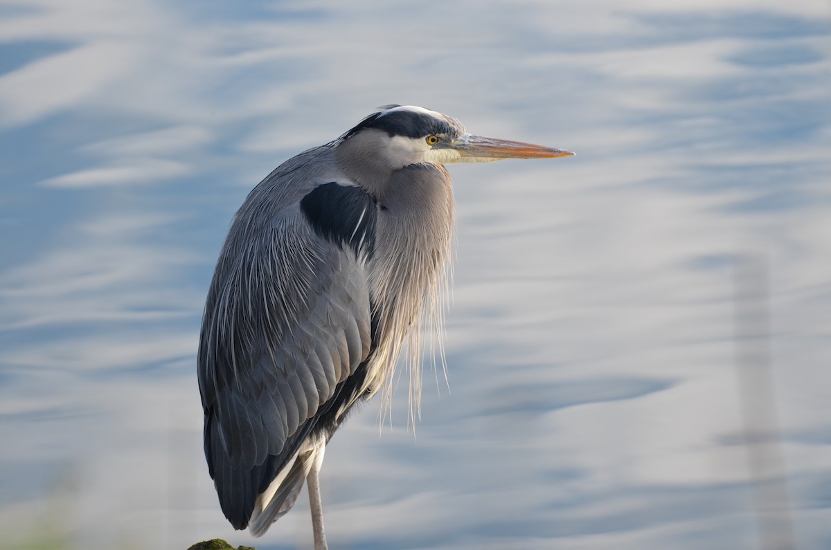 Great Blue Heron - ML614673433