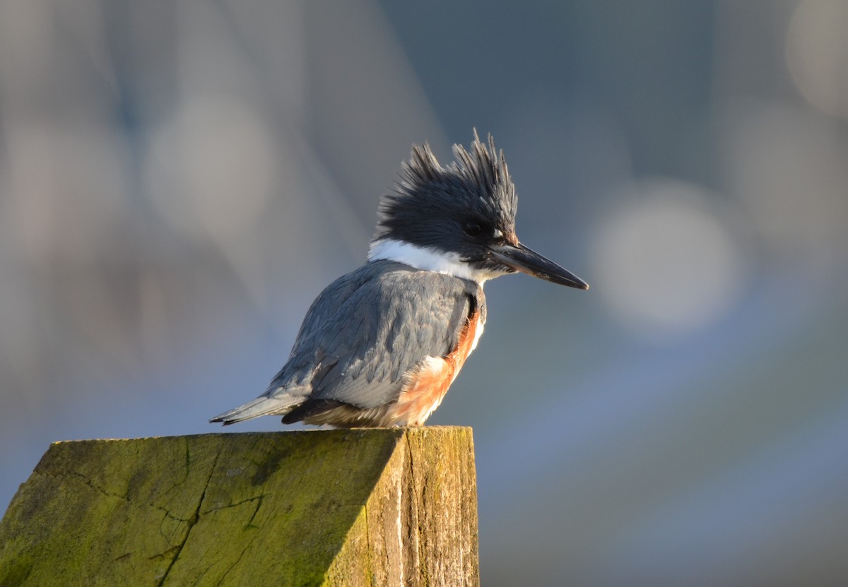 Belted Kingfisher - ML614673442