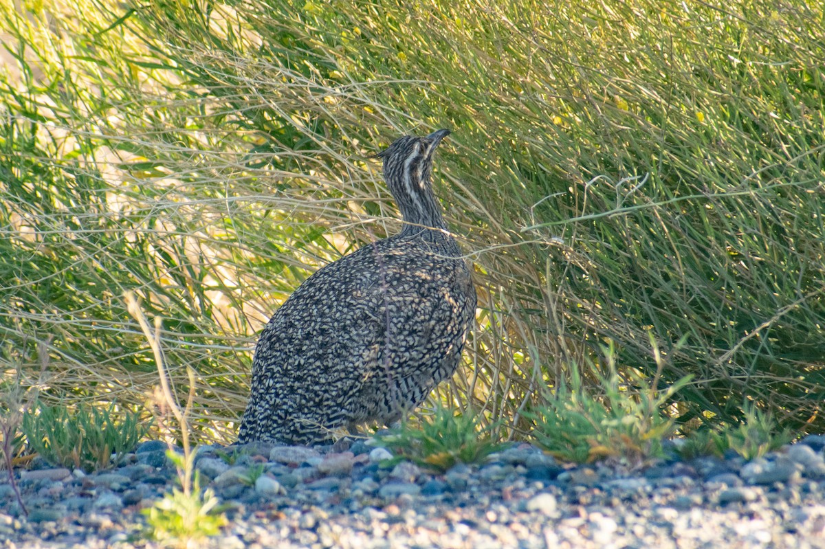 Elegant Crested-Tinamou - ML614673444