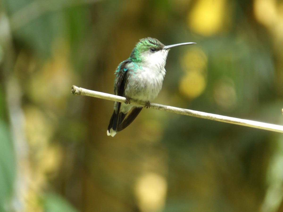 Colibri à coiffe blanche - ML614673472