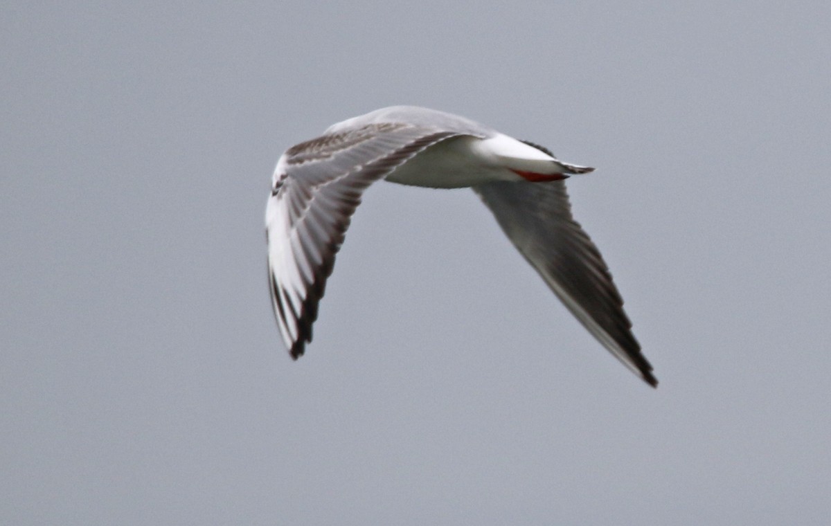 Black-headed Gull - H. Resit Akçakaya