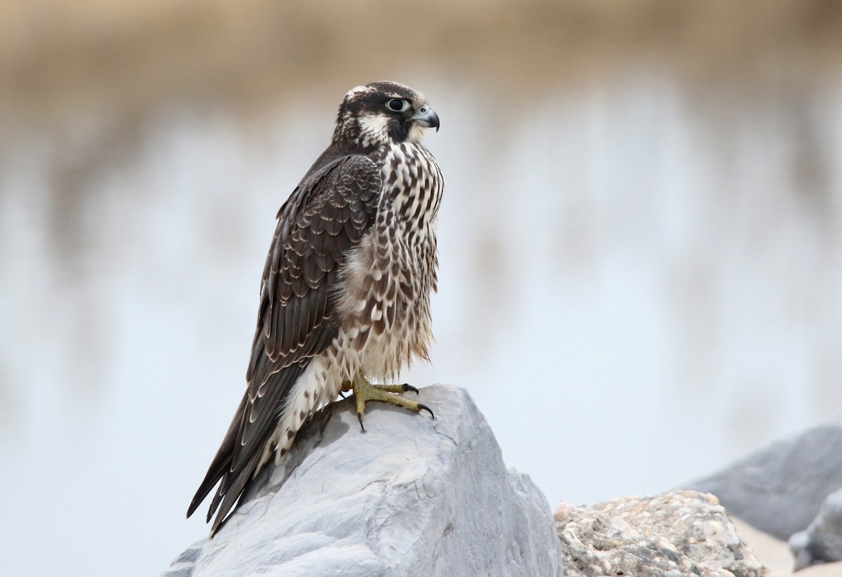 Peregrine Falcon - H. Resit Akçakaya