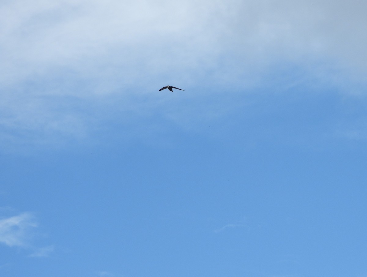 White-throated Needletail - ML614673570