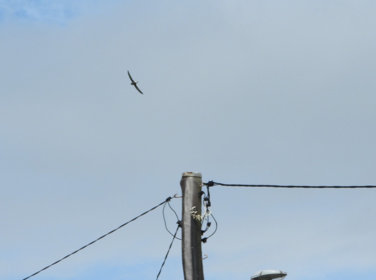 White-throated Needletail - ML614673572