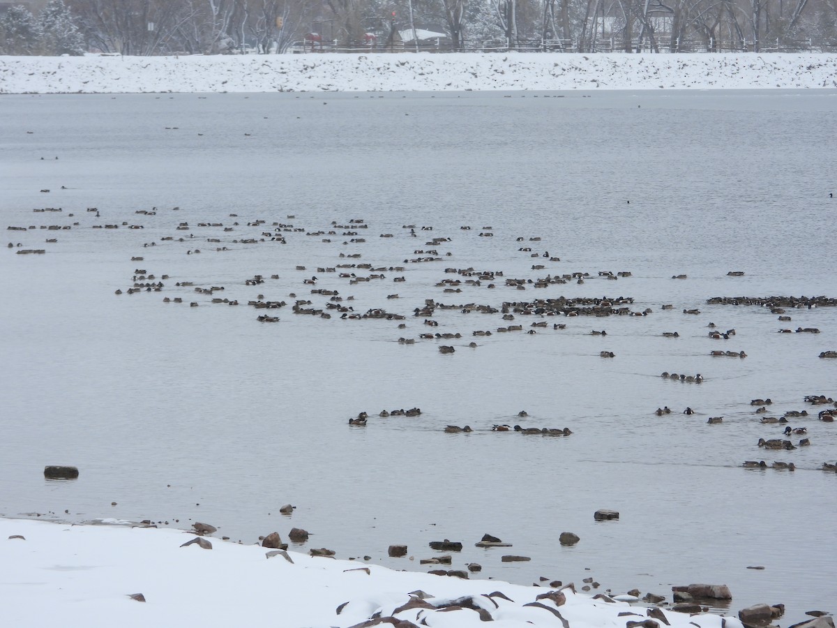 Northern Shoveler - ML614673626