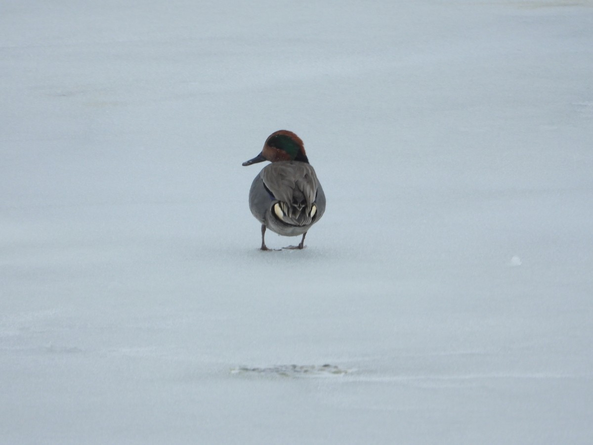 Green-winged Teal - ML614673627