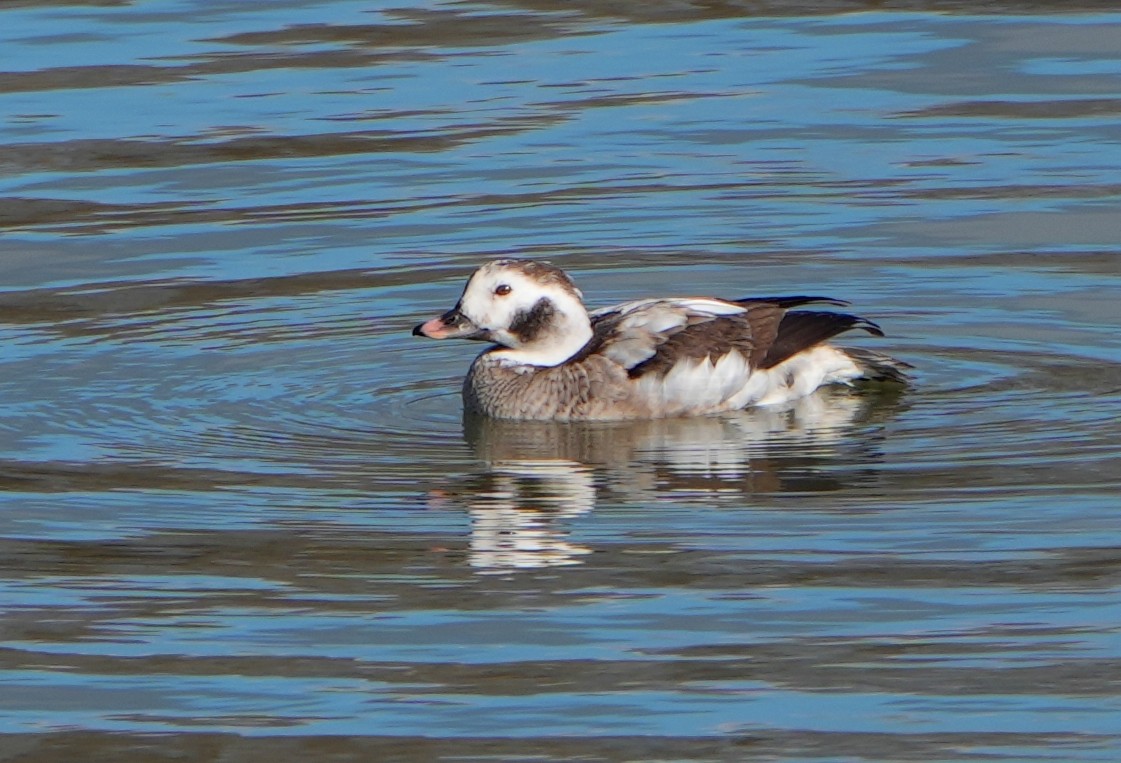 Long-tailed Duck - Jack Maynard