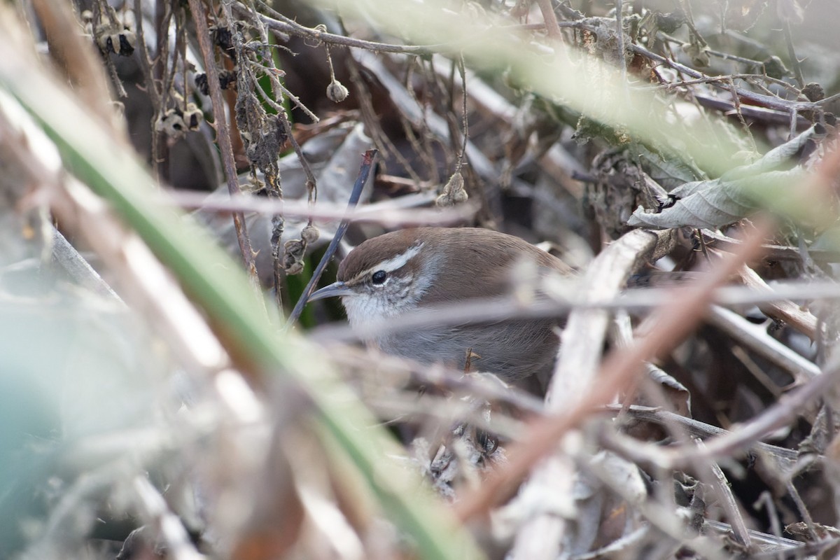 Bewick's Wren - Shreyas Punacha