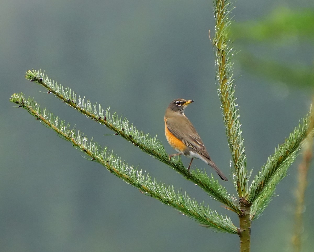 American Robin - ML614673716