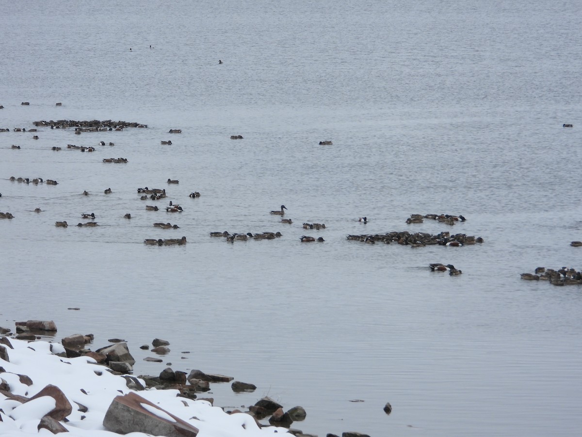 Northern Shoveler - ML614673721