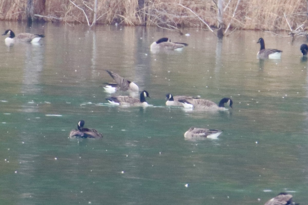 Greater White-fronted Goose - ML614673763