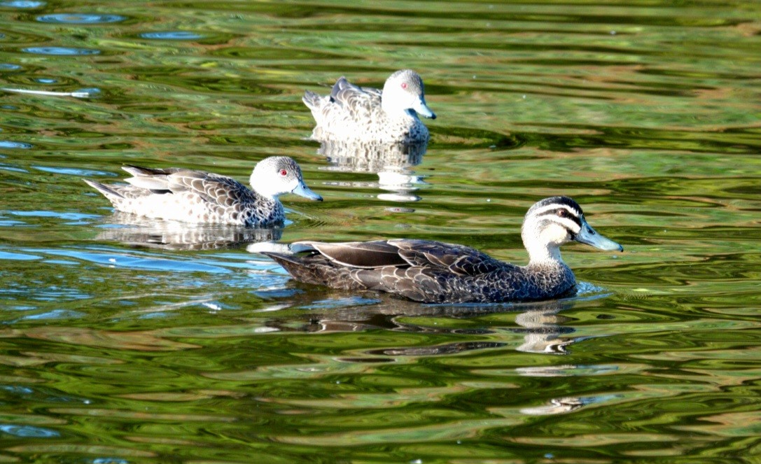 Pacific Black Duck - Craig Morley