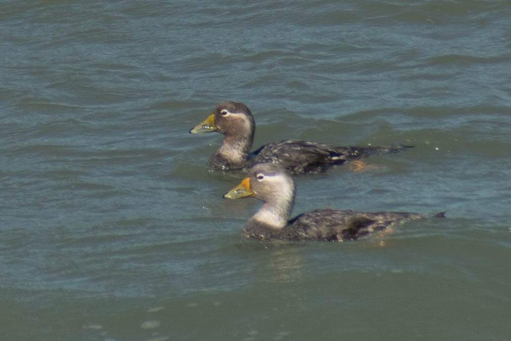 White-headed Steamer-Duck - ML614673807